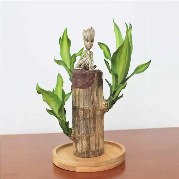 Brazil Lucky Badan Wood Hydroponic Potted Plant Stump Mini Plant Indoor Gift