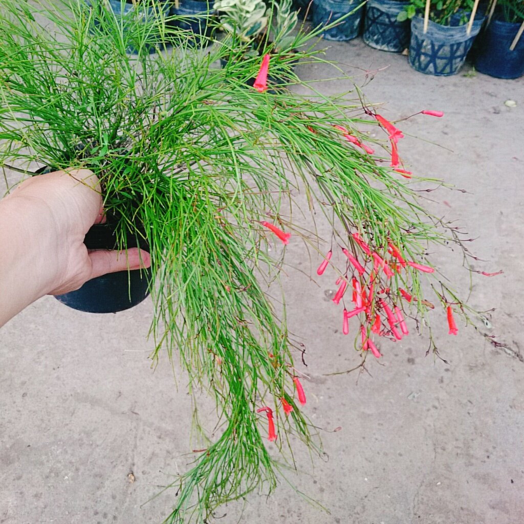 Cây Liễu Tường Hoa Đỏ - cây cảnh để bàn