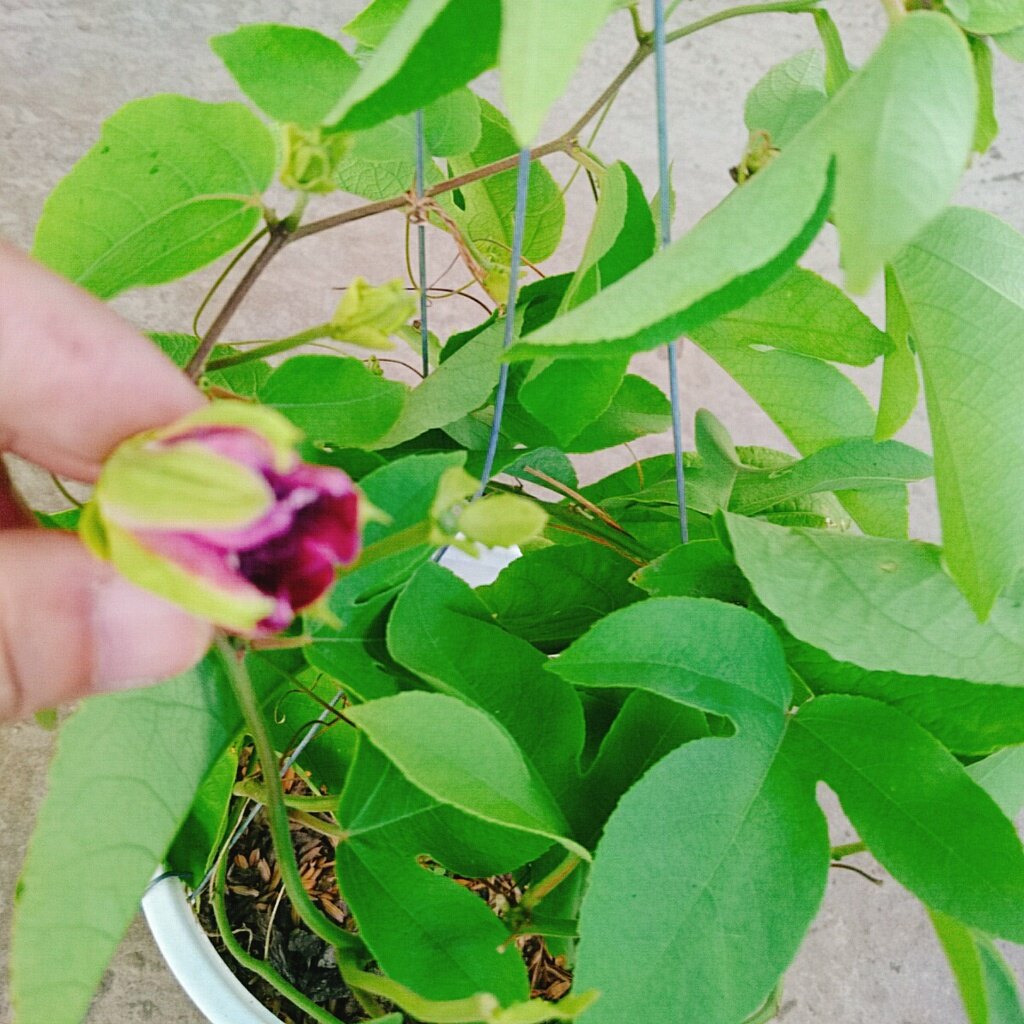 Cây Hoa Sao Biển (Đỏ) - cây cảnh đẹp