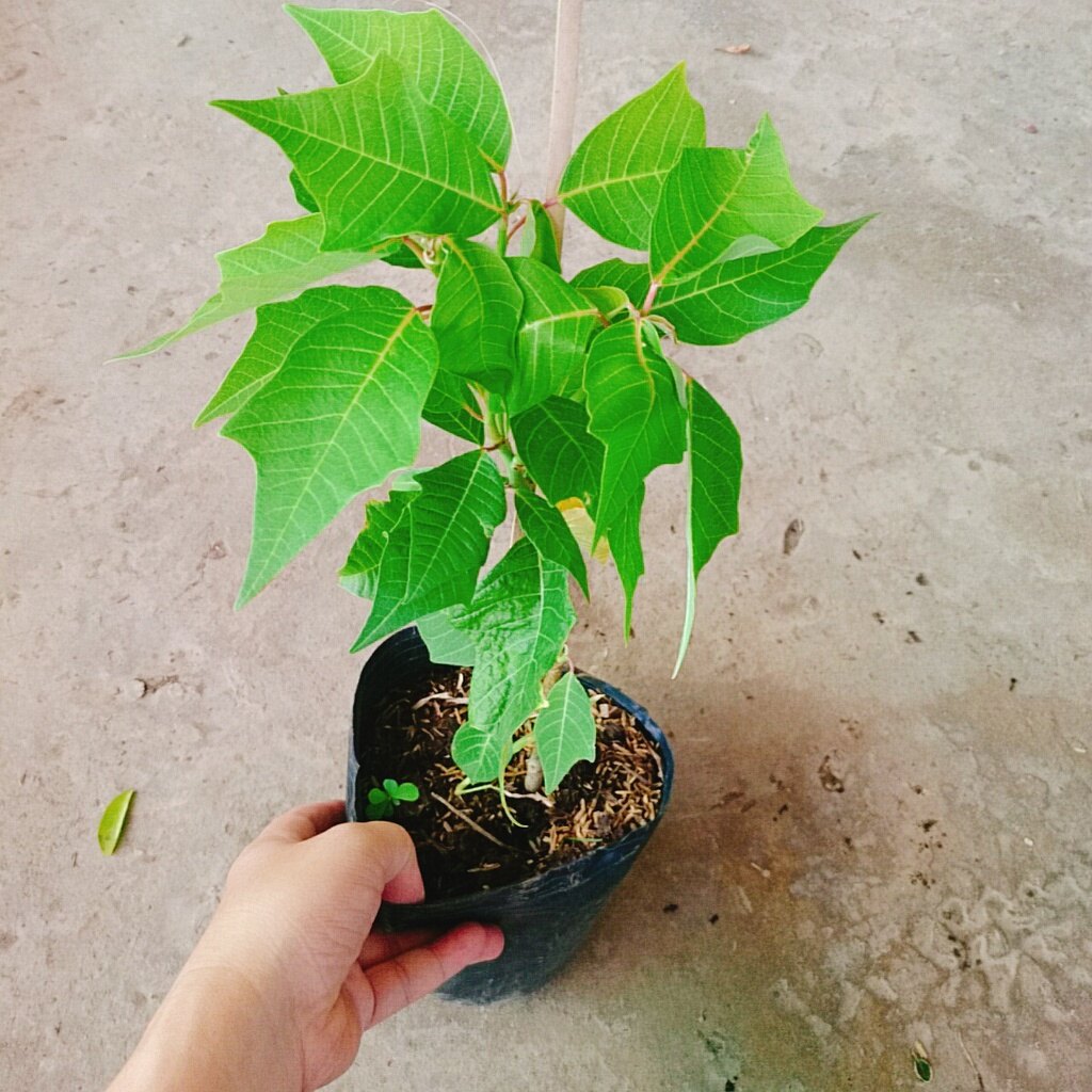 Cây Trạng Nguyên - cây cảnh để bàn