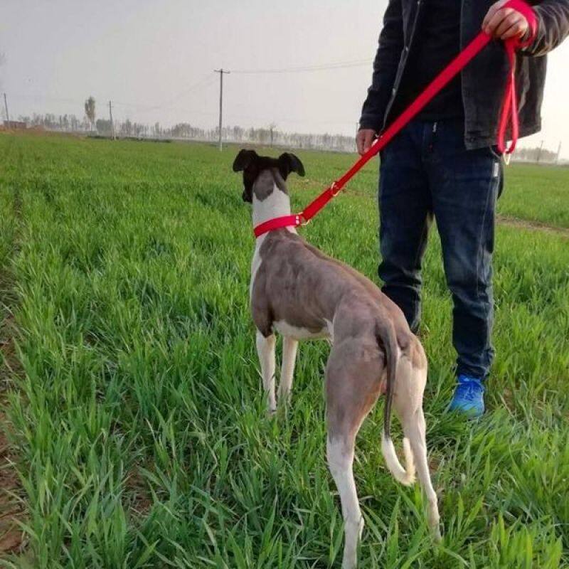 ✎HUI Pit Bulls ký hợp đồng dây kéo chó, bạn chó Gree tích hợp lực kéo cổ chó greyhound tốt