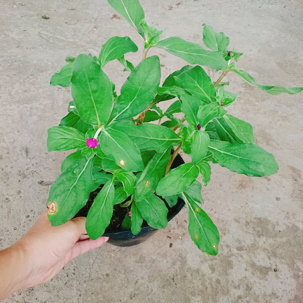 Hoa Cúc Bách Nhật Đã Có Hoa Và Nụ