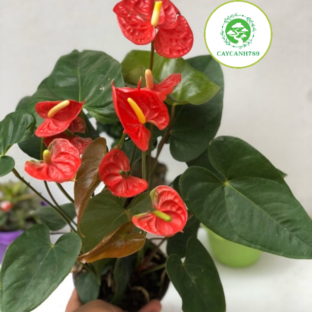 Cây hồng môn 2 màu khỏe mạnh hoa quanh năm