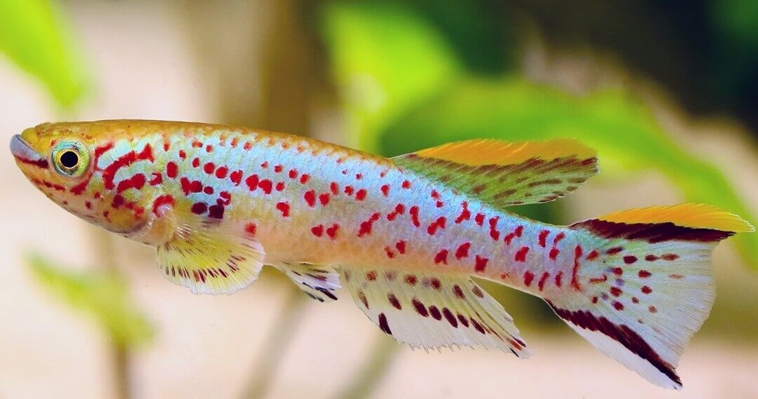 【Su's Aquatic】GOLD GARDNERI KILIFISH / APHYOSEMION GARDNERI LAFIA - 蓝彩鳉 ...