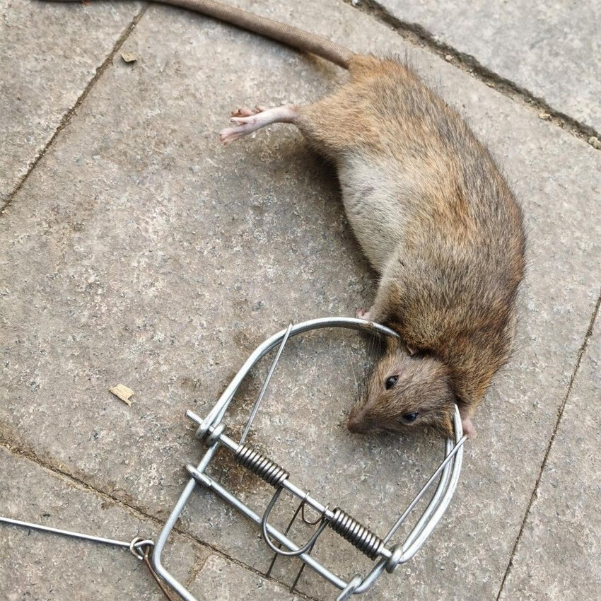 Mousetrap, Weasel Mousetrap, Mouse Trap, House Mouse Trap Spring Mouse Trap, Mole Repellent, Mousetrap,Does not Require Contact with the Mouse กับดักหนู