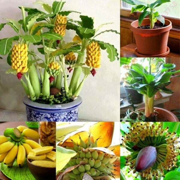 Cây Chuối Lùn, Cây Chuối Mini Cây Trồng Vườn Trái Cây, Hiếm Cây Trồng Vườn Trái Cây Mini Trồng Cây Cảnh