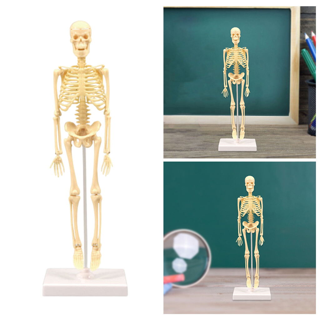Pezhong Human Anatomical Anatomy Skeleton Model Education Display