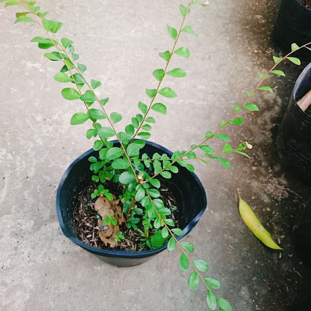 Cây Sơn Liễu - cây cảnh sân vườn