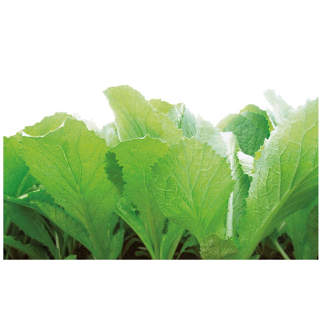 [HCM][Rau Củ Quả] - Gói 20g hạt giống cải bẹ vàng