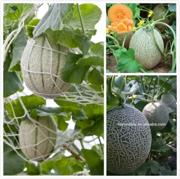 100PCS Bonsai Cantaloupe Seeds Health Organic Fruit Seeds Cantaloupe Melons Sweet Honeydew Melons Seeds DIY Home Garden Plant