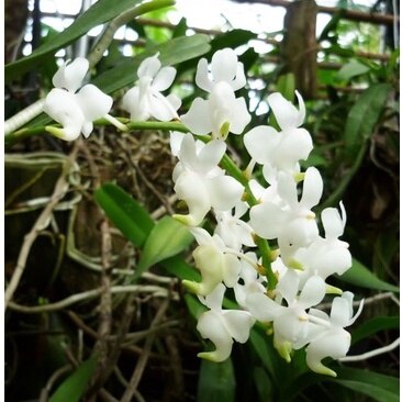 50 Hạt Giống lan hoàng nhạn, bạch nhạn và hồng nhạn