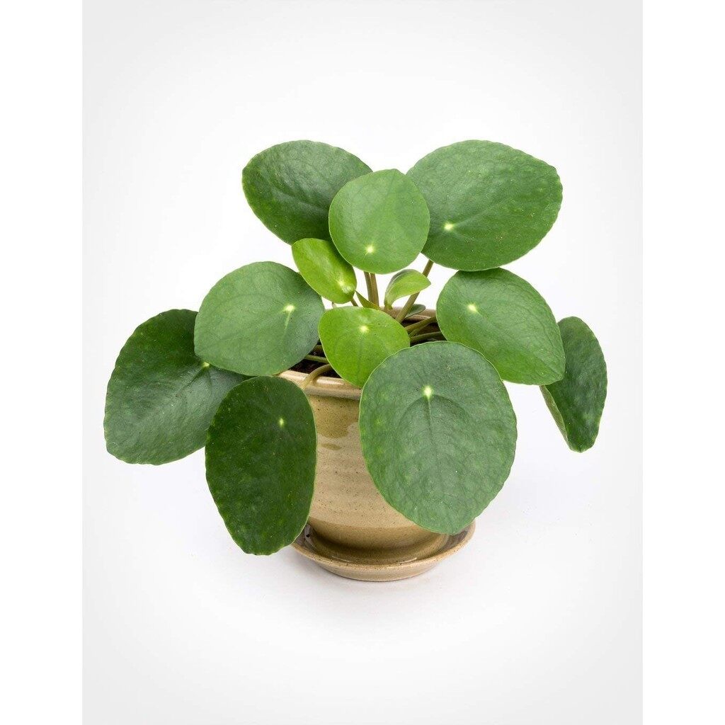 Exotic Flower Seeds Hardy Perennial Garden Garden Rare 100pcs Pilea Peperomioides Chinese Money Plant Seeds Easy to Grow