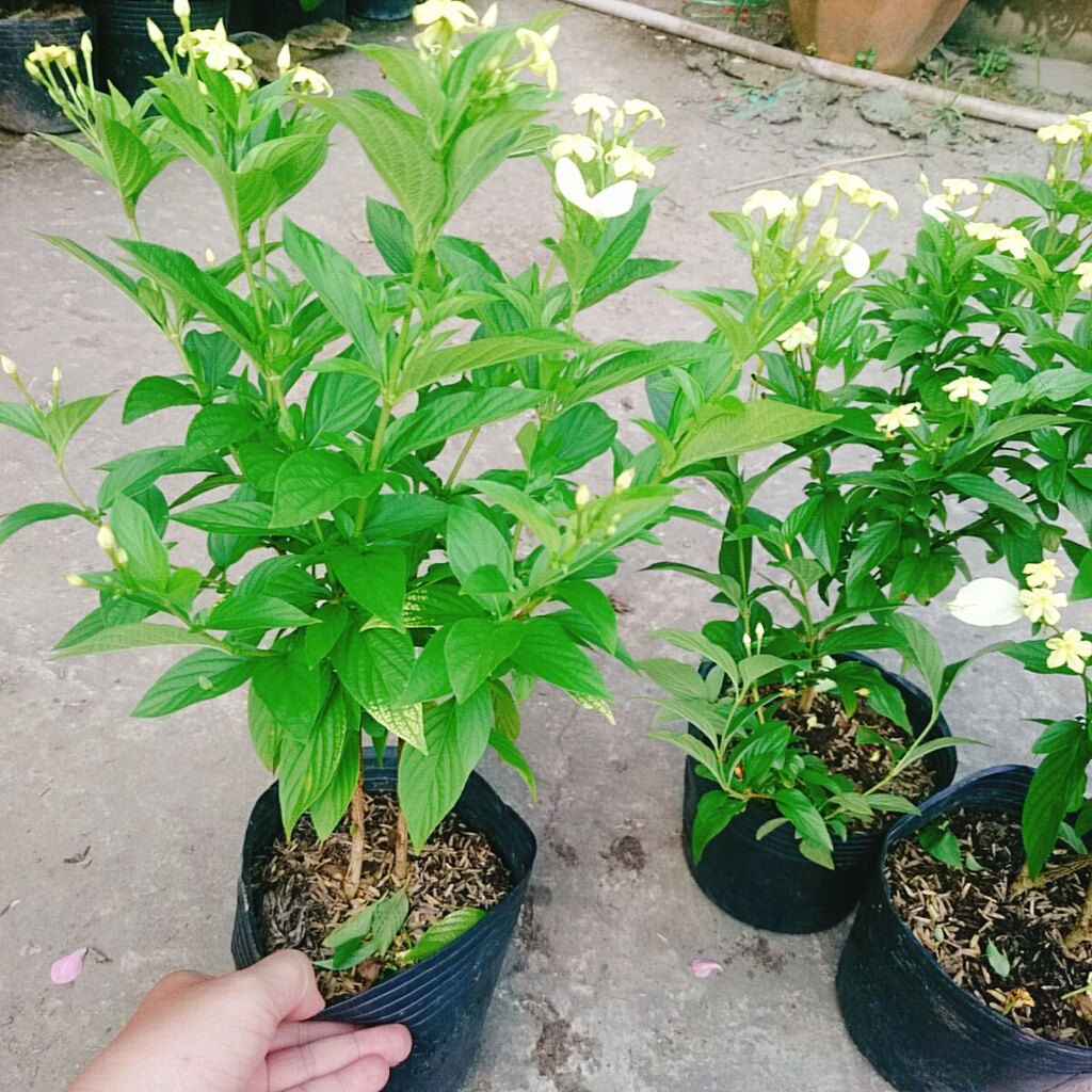Cây Ngọc Mai - cây cảnh sân vườn