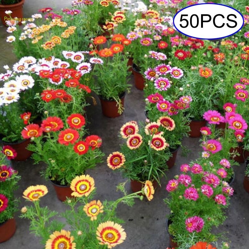 Ti-M 50 Pcs/Set Colorful Chrysanthemum Seeds Chrysant Daisy Flowers Seed Home Garden Farm Bonsai PlantsHome Garden FarmMixed,ColorfulChrysant Daisy Seed,Flowers SeedChrysanthemum SeedsBonsai Plants