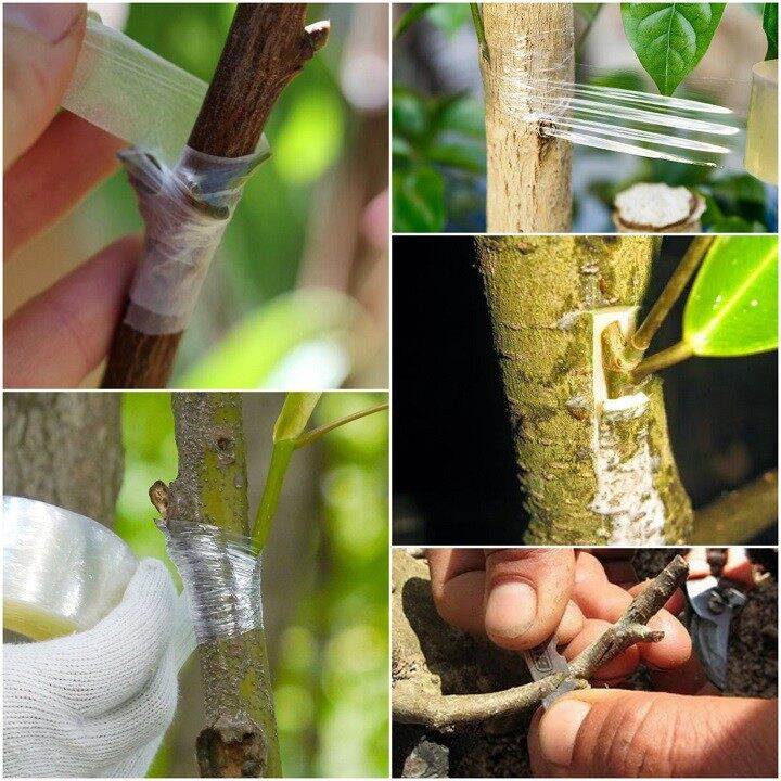 Băng keo ghép cành tự dính loại a dùng ghép cành cây bảo vệ mối ghép dài 120m