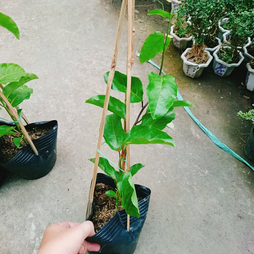 Cây Chanh Dây Ngọt Vàng - 3 tháng cho trái
