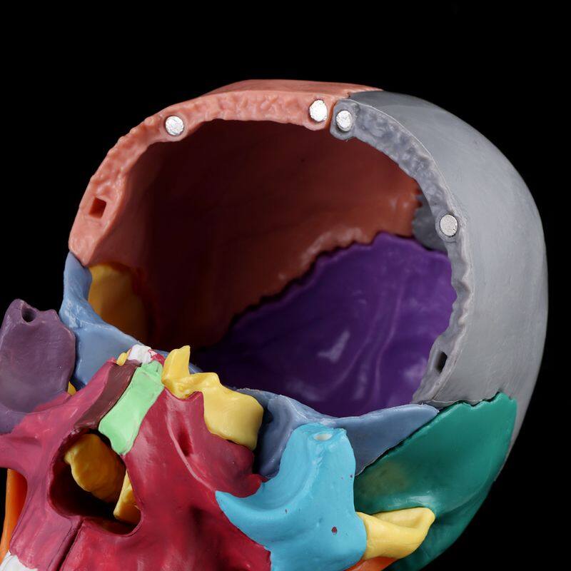 15pcs/set 4D Disassembled Color Skull Anatomical Model Detachable Teaching Tool