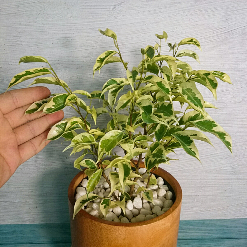 Cây Si Bonsai Cẩm Thạch - cây cảnh bonsai