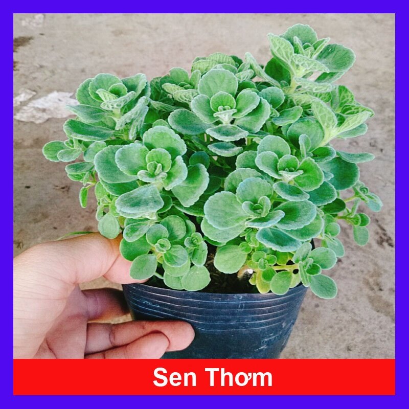 Cây Sen Thơm Toả Hương Thơm Dễ Chịu - cây cảnh để bàn