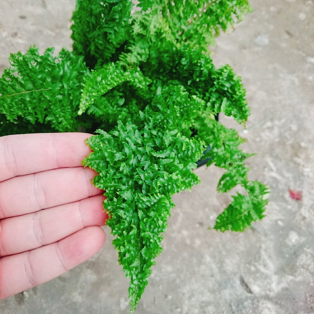 Cây Dương Xỉ Nhật - cây cảnh để bàn