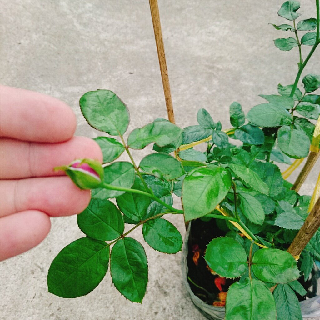 Hoa Hồng Tím ( Thank You Rose )