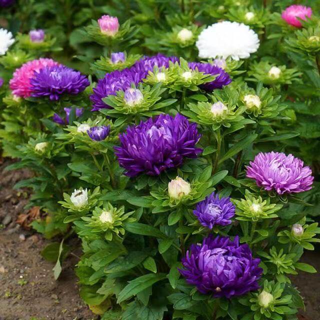 20 pieces/bag mixed color emerald chrysanthemum (Aster chrysanthemum) bonsai plant flowers home garden decoration