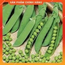 Hạt giống đậu hà lan gói 50g