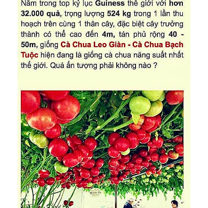 Cây cà chua bạch tuộc giống Nga (ảnh thật số 2)