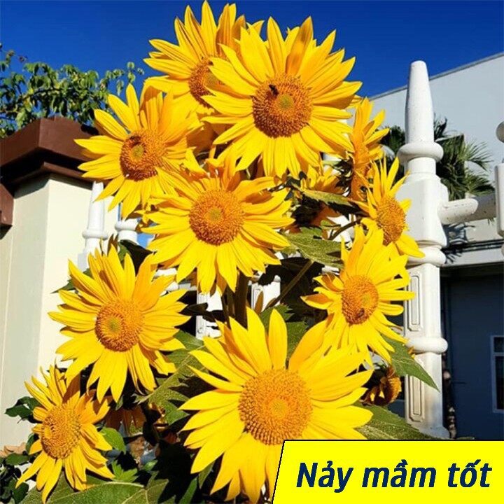 Ma2b gói 20 hạt giống hoa hướng dương siêu bông nhuỵ vàng