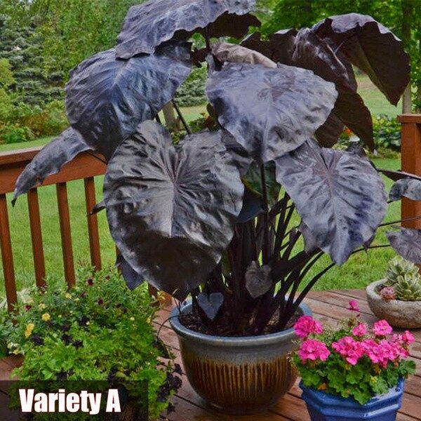 20pcs Alocasia Seeds Potted Plant Elephant Ear Bonsai Flower Seeds（นี่