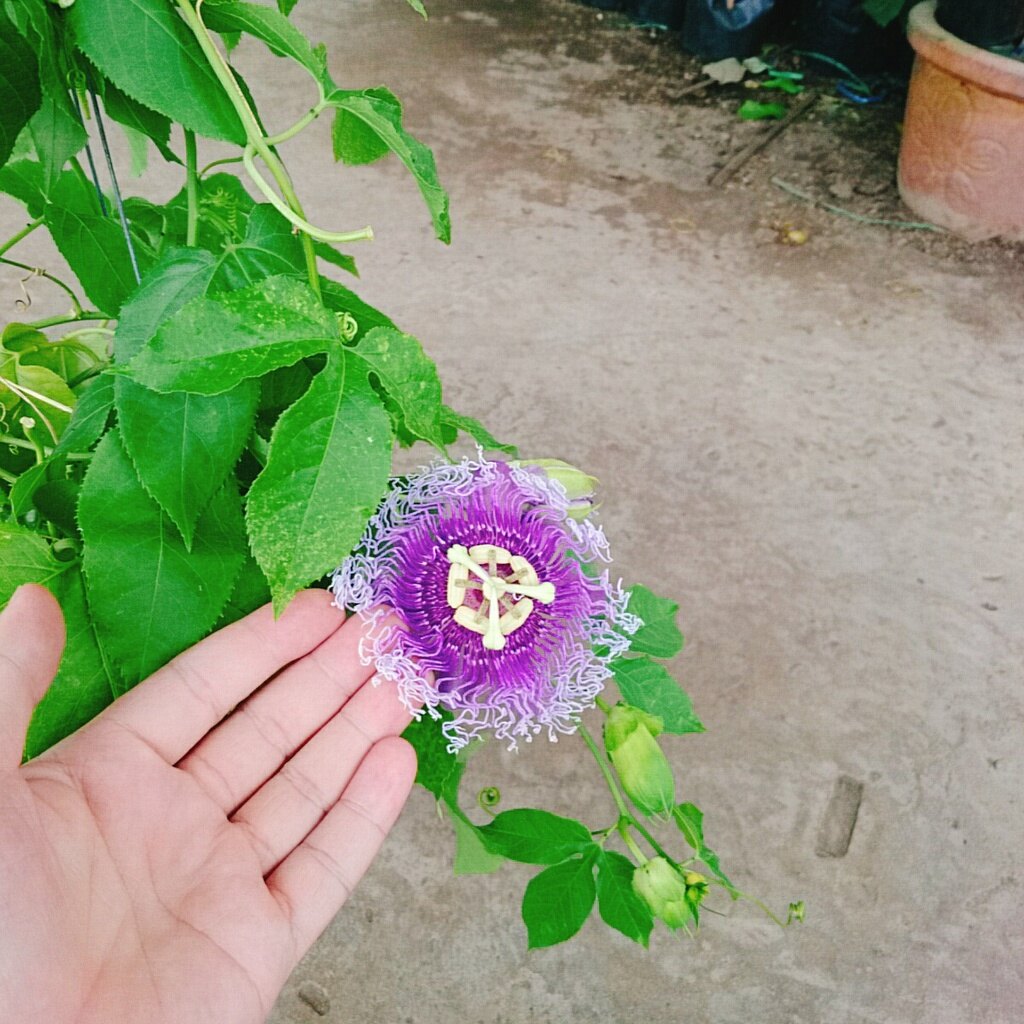 Cây Hoa Sao Biển (Tím) - cây cảnh đẹp