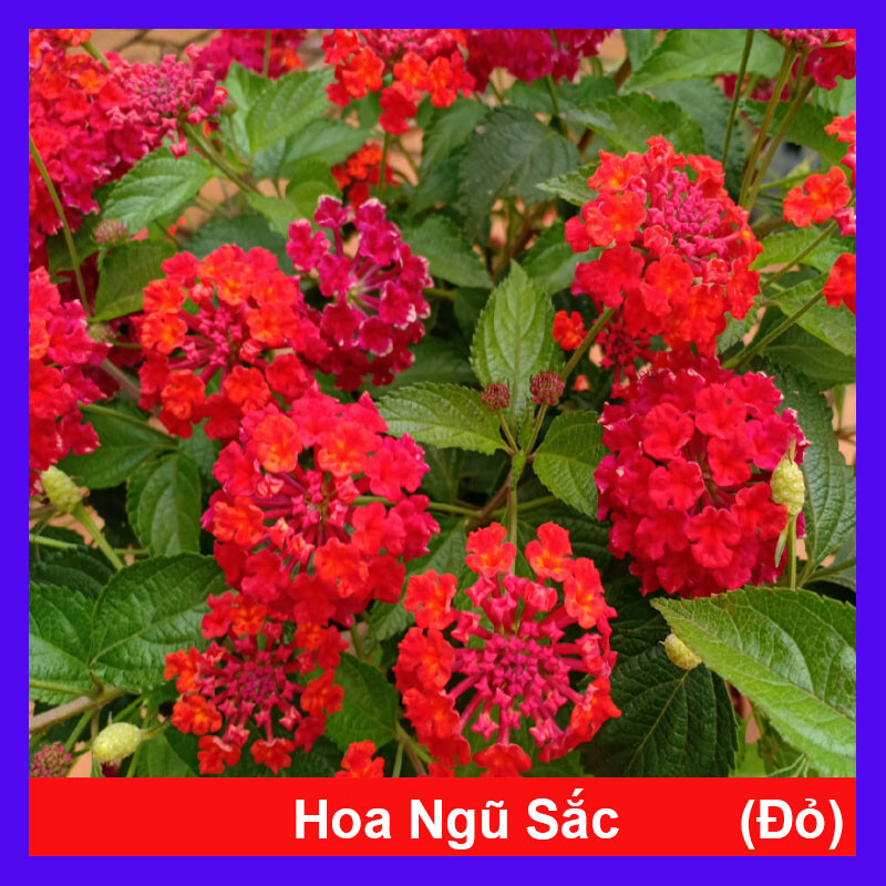 Hoa ngũ sắc - hoa trâm ổi đỏ