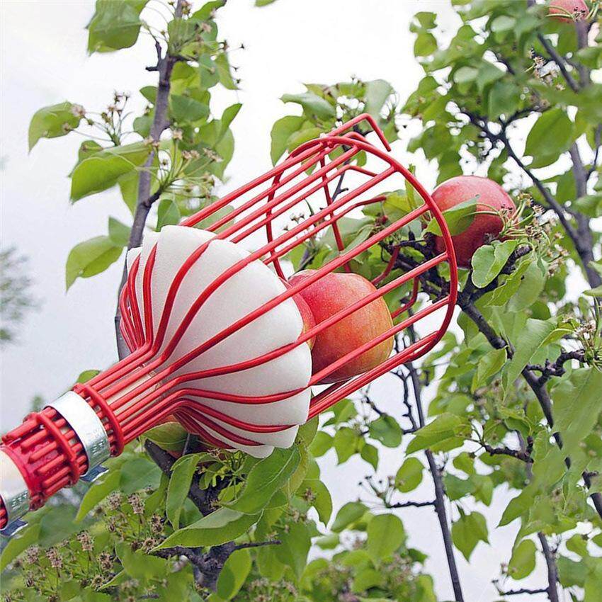 Ready Stock]Fruit Picker Tool Tree Picking Pole with Twist-On Basket Tree Fruits Picking Harvesting Tool Gardening Supplies