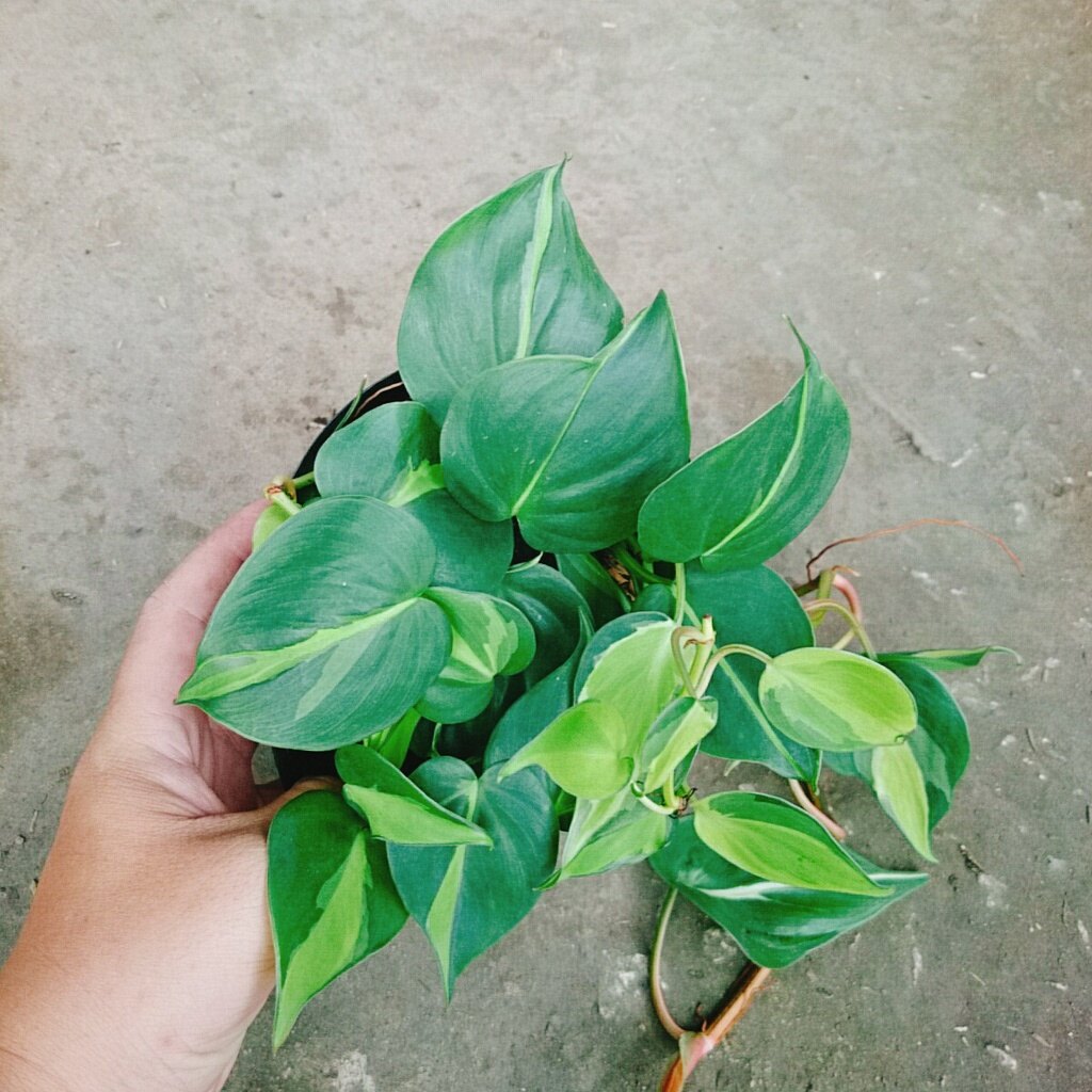 Trầu bà Brazil ( Philodenron Brazil )