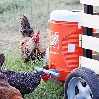 5pcs Set Automatic Chicken Waterer Cups Bird Fowl Drinker Bowl