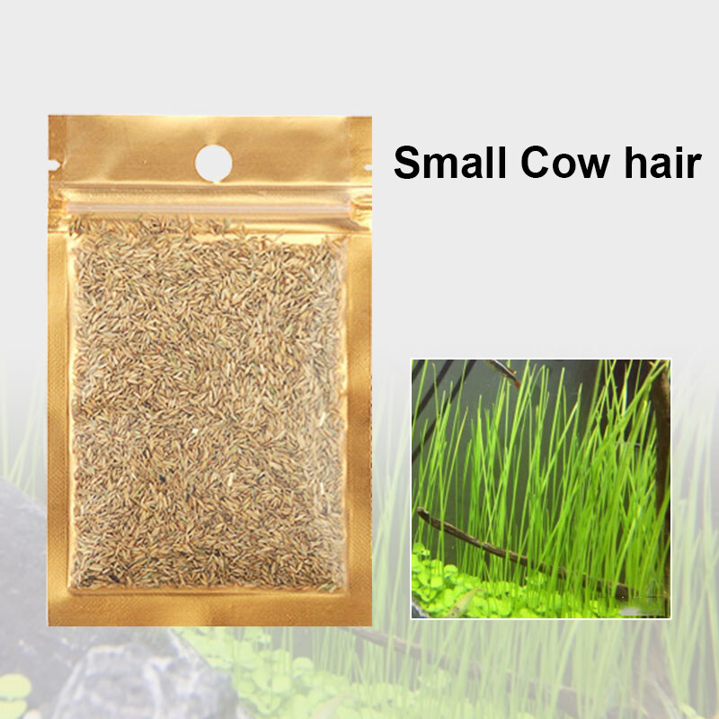 Aquarium plant seeds Aquarium Water Grass Seeds for Fish Tank Decoration Creates Lush Green Carpet Plant | Lazada PH Aquarium plant seeds Aquarium Water Grass Seeds for Fish Tank Decoration Creates Lush Green Carpet Plant | Lazada PH