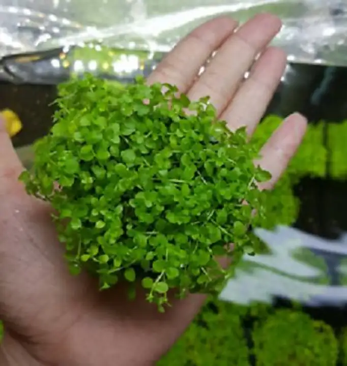 monte carlo aquarium plant