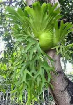 Beli Platycerium Ridleyi Pada Harga Terendah Lazada Com My