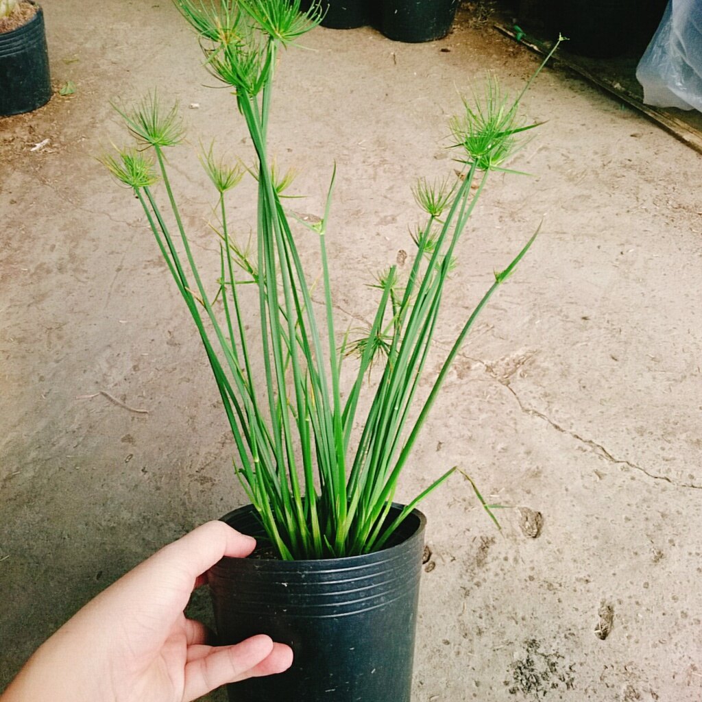 Cây Thủy Trúc Thái - cây cảnh thủy sinh
