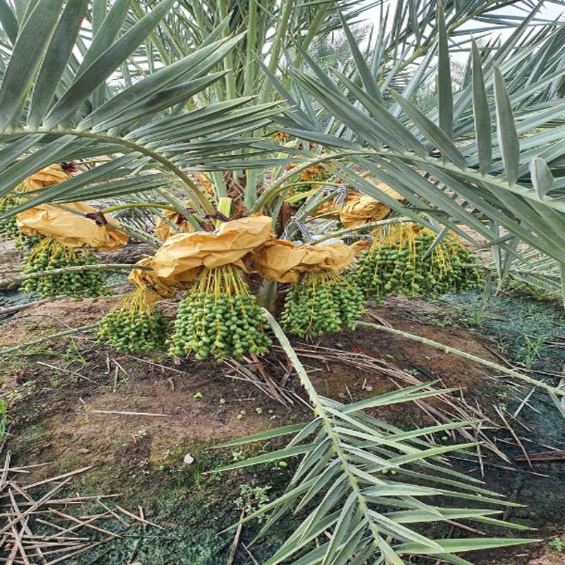Cây Chà Là Trung Đông (Cây cao 30 - 40cm)