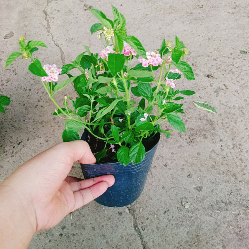 Hoa Ngũ Sắc (Hồng) - Hoa Trâm Ổi Hồng