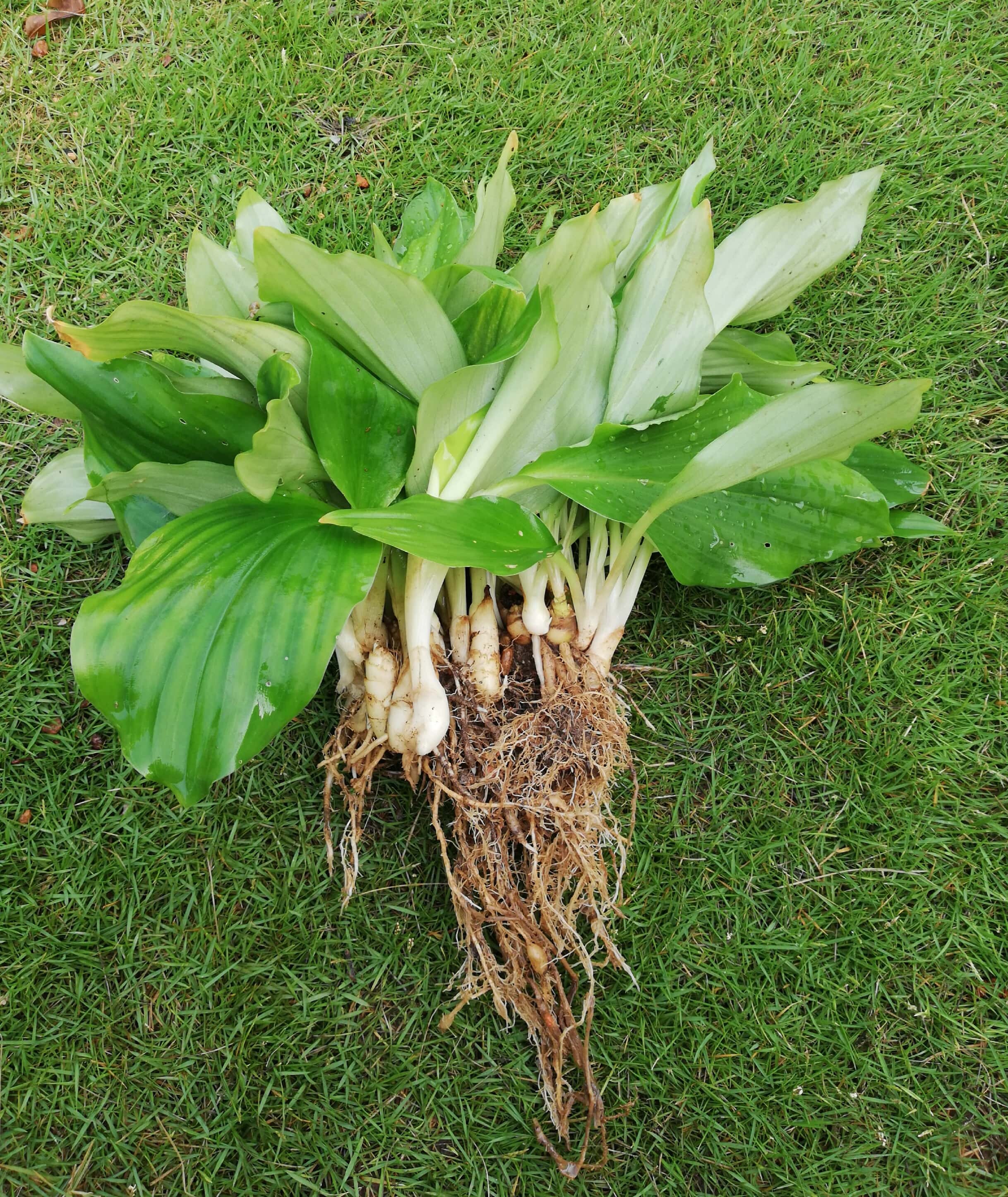 Sand Ginger Baby Plant/ Anak pokok Cekur /沙姜幼苗 | Lazada