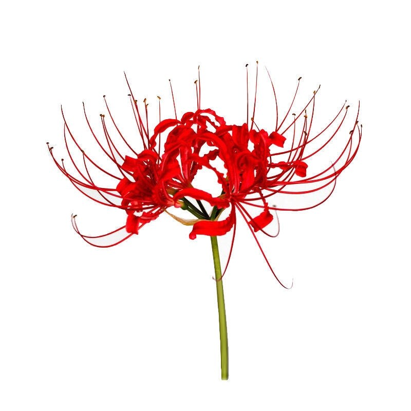 Shop Red Spider Lily Online Lazada Com Ph
