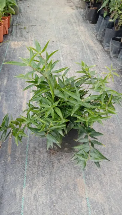 Dracaena Surculosa Punctulata Plant Pokok Buluh Jepun Hijau Dracaena Surculosa Lazada