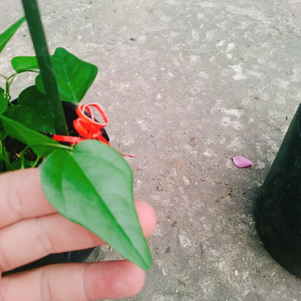 Cây sương sâm trơn (ươm cành rễ ổn định)