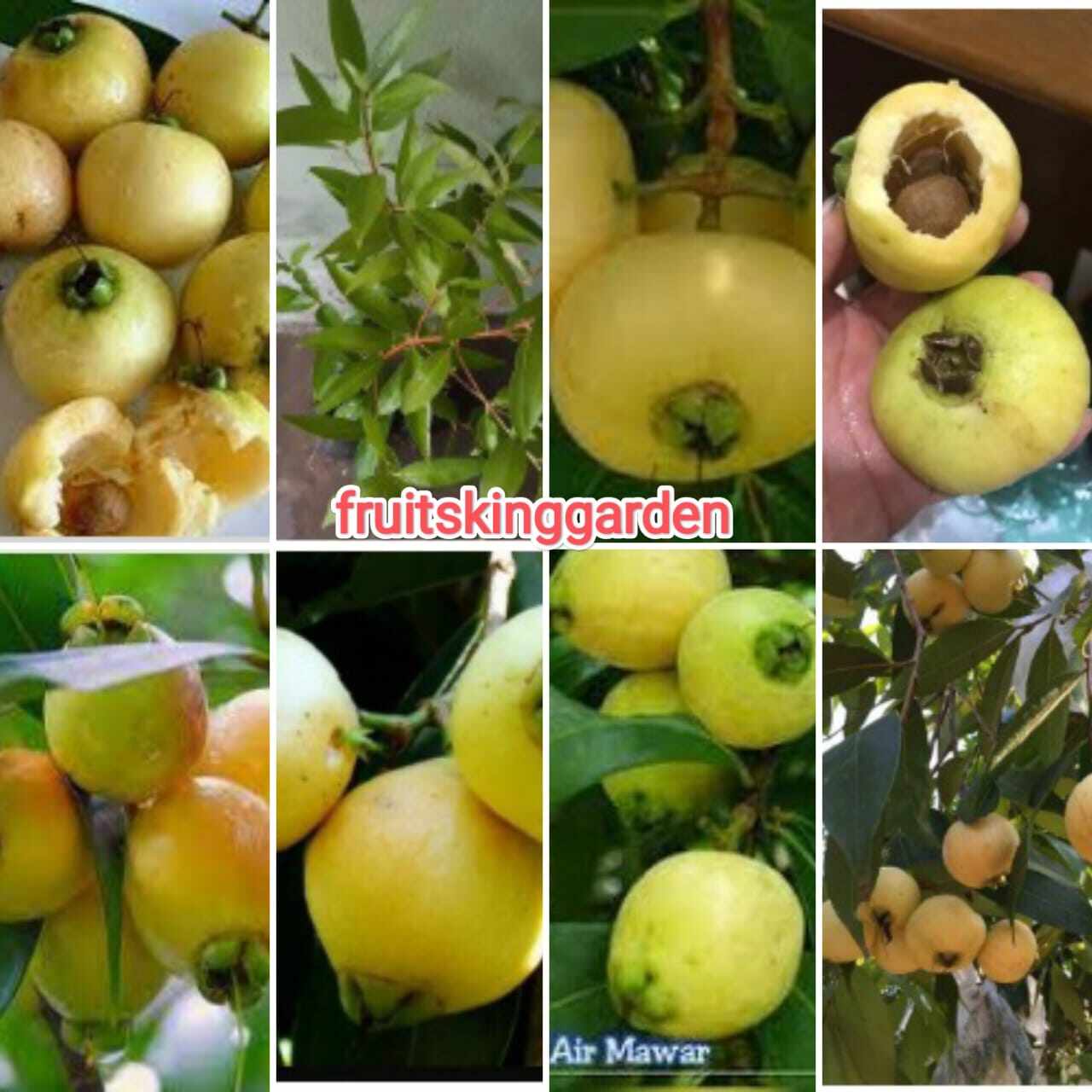 Pokok Jambu Mawar | Lazada