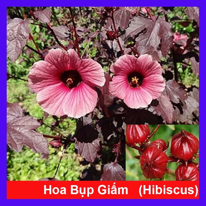 Cây bụp giấm Châu Phi