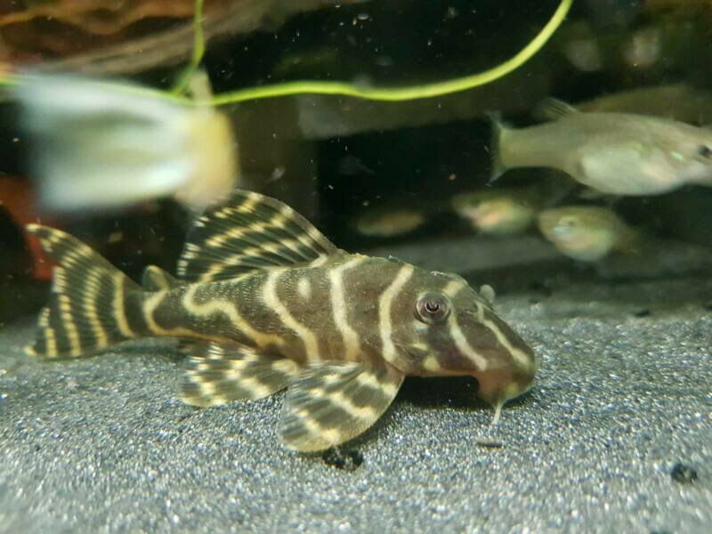 【Su's Aquatic】L270 CHOCOLATE ZEBRA PLECO 巧克力熊猫异形 Lazada