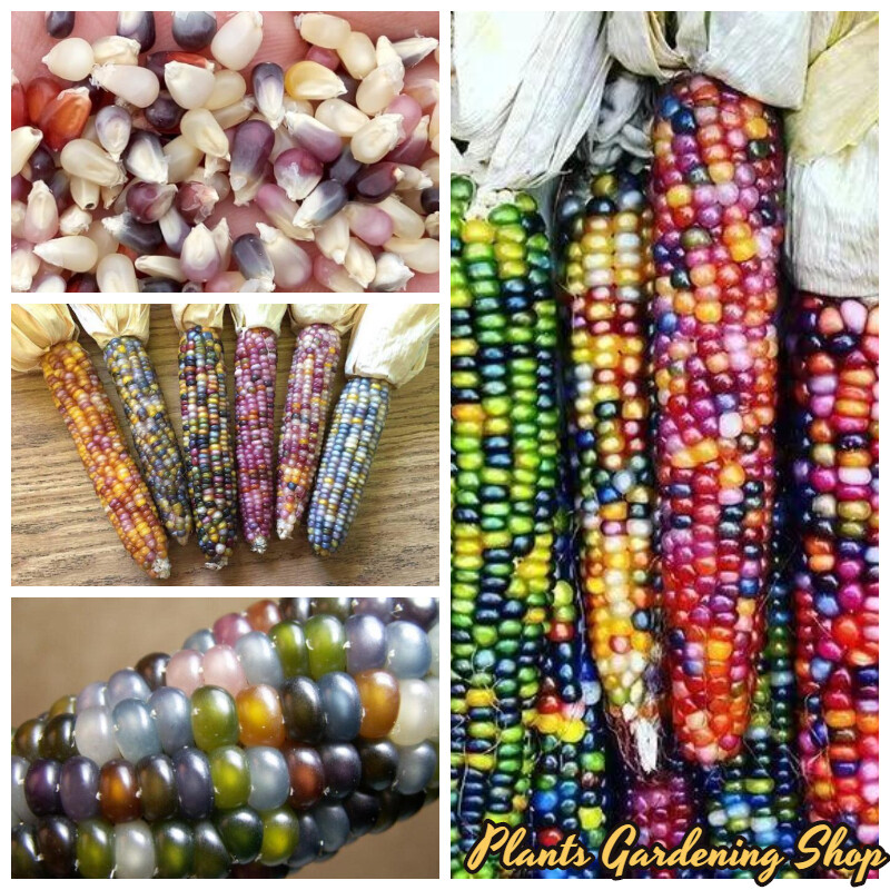 Delicious Sweet Colorful 40pcs Rare Corn Seeds Non Gmo Organic Vegetable Seed