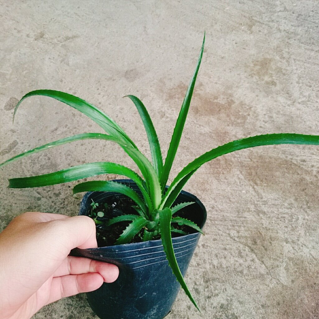 Cây dứa cảnh - cây thơm baby